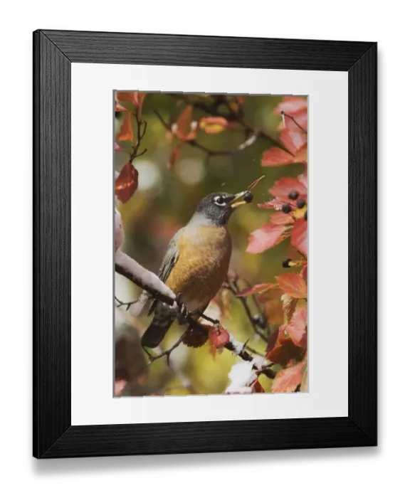 Framed Print : American Robin, Turdus migratorius, male eating berries of Black Hawthorn (Crataegus Framed Print : American Robin, Turdus migratorius, male eating berries of Black Hawthorn (Crataegus