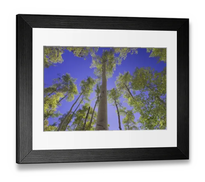 Framed Print : Aspen trees in fallcolor, Uncompahgre National Forest, Rocky Mountains, Colorado, USA
