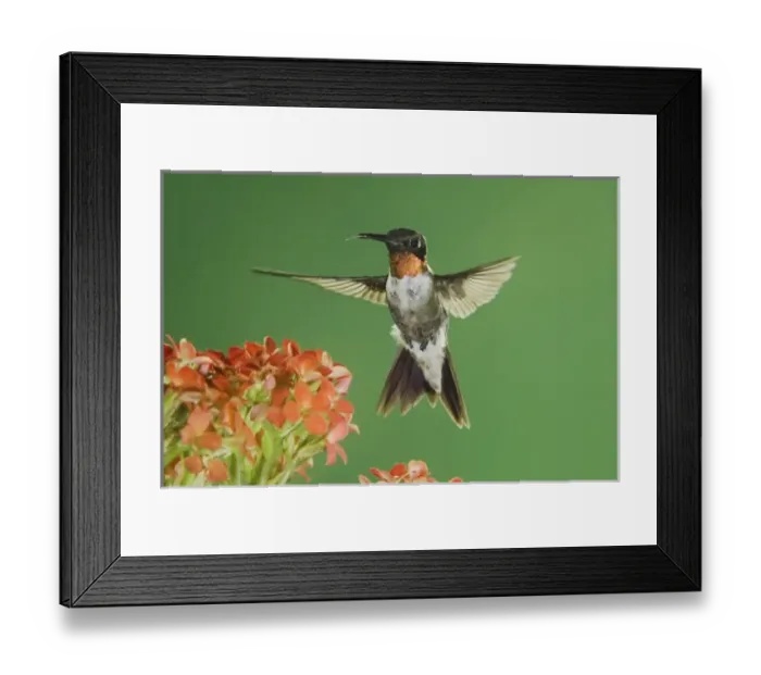 Framed Print : Ruby-throated Hummingbird, Archilochus colubris, male in flight feeding on Kalanchoe Flower