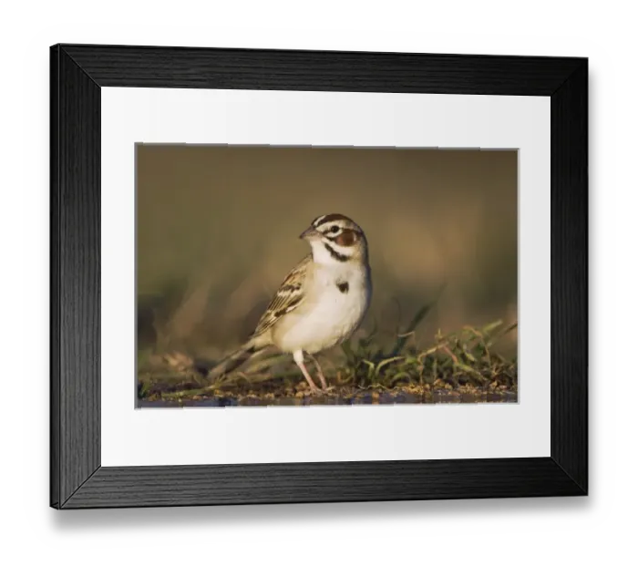 Framed Print : Lark Sparrow, Chondestes grammacus, adult drinking, Uvalde County, Hill Country, Texas