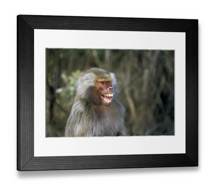 Framed Print : Nature, Fauna Framed Print : Nature, Fauna