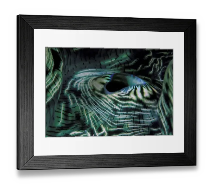 Framed Print : Micronesia, Palau. Giant clam mantle, or tridacna gigas Framed Print : Micronesia, Palau. Giant clam mantle, or tridacna gigas