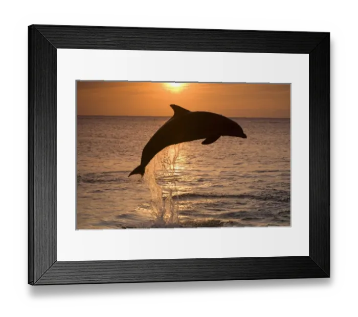 Framed Print : Bottlenose Dolphins (Tursiops truncatus) Caribbean Sea near Roatan, Honduras (RF) Framed Print : Bottlenose Dolphins (Tursiops truncatus) Caribbean Sea near Roatan, Honduras (RF)