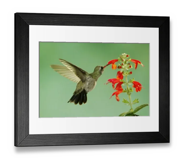 Framed Print : Nature, Fauna Framed Print : Nature, Fauna