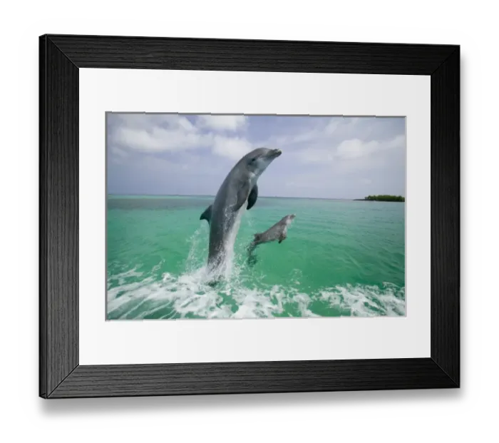 Framed Print : Bottlenose Dolphins (Tursiops truncatus) Caribbean Sea (RF) Framed Print : Bottlenose Dolphins (Tursiops truncatus) Caribbean Sea (RF)