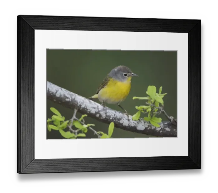 Framed Print : Nature, Fauna