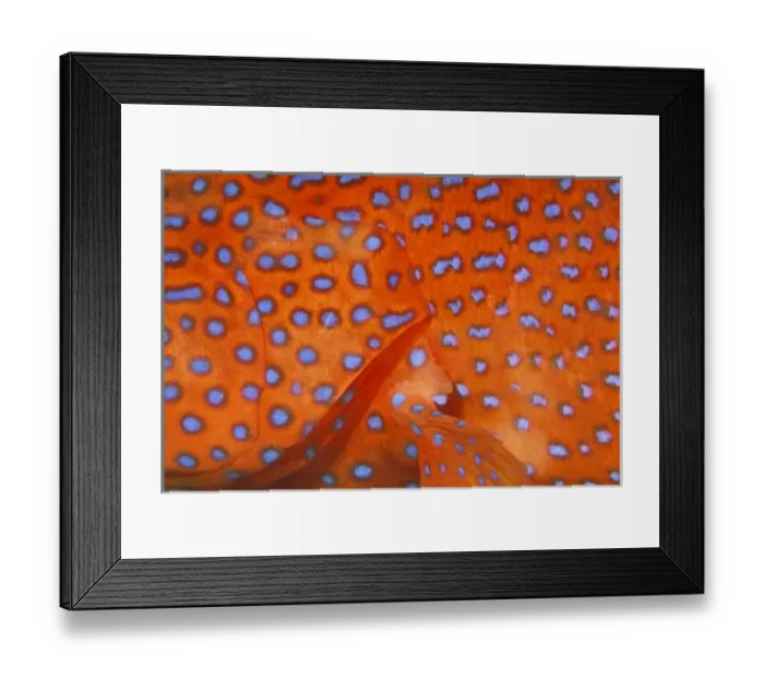 Framed Print : Skin detail of coral cod, or cephalopholis miniata Framed Print : Skin detail of coral cod, or cephalopholis miniata