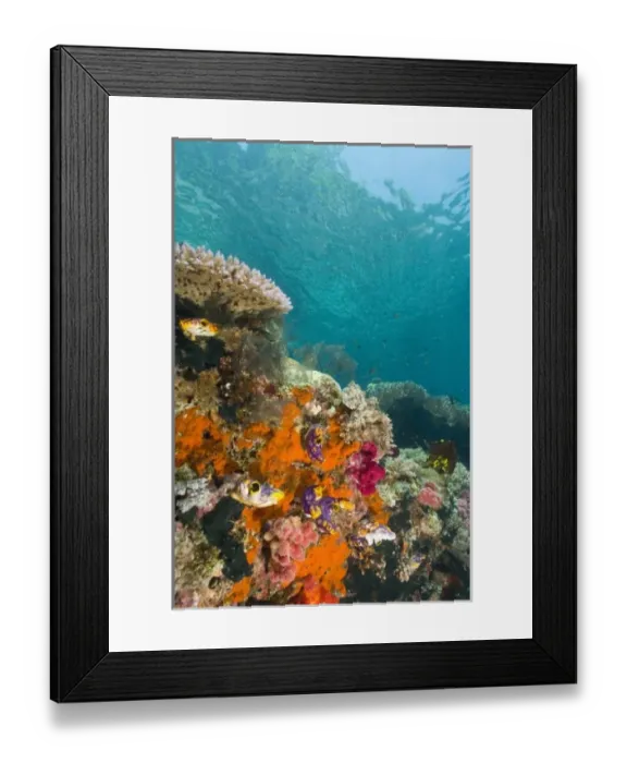 Framed Print : Soft corals, sponges, and Tunicates, Raja Ampat region of Papua (formerly Irian Jaya) Framed Print : Soft corals, sponges, and Tunicates, Raja Ampat region of Papua (formerly Irian Jaya)