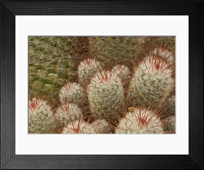 Framed Print : Bombasina Bombshell cactus Framed Print : Bombasina Bombshell cactus