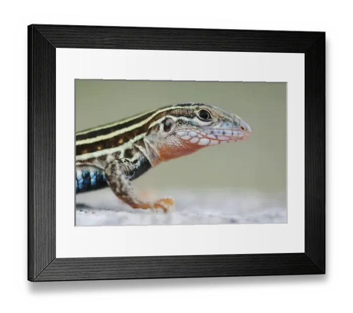Framed Print : Nature, Fauna