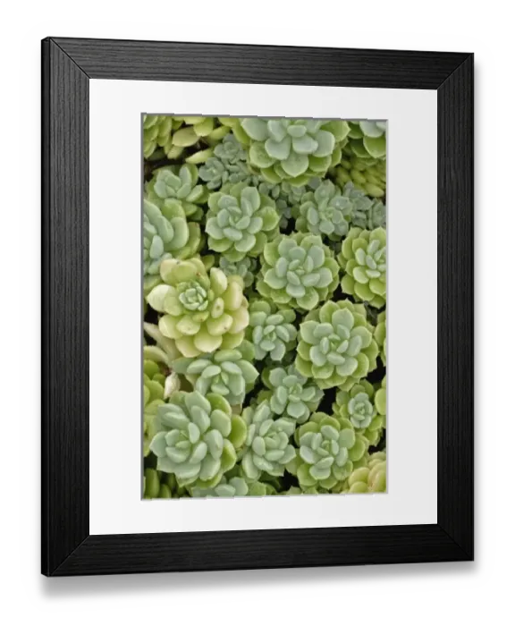 Framed Print : Nature, Flora Framed Print : Nature, Flora
