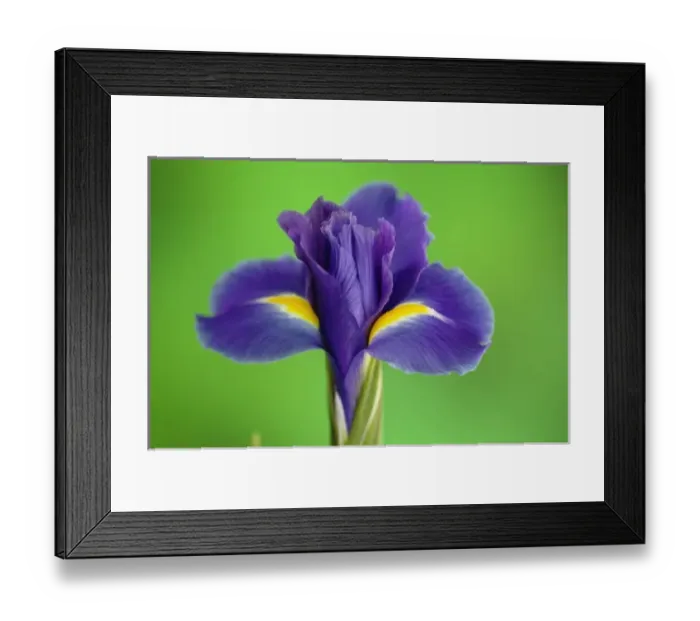 Framed Print : Iris Flowers