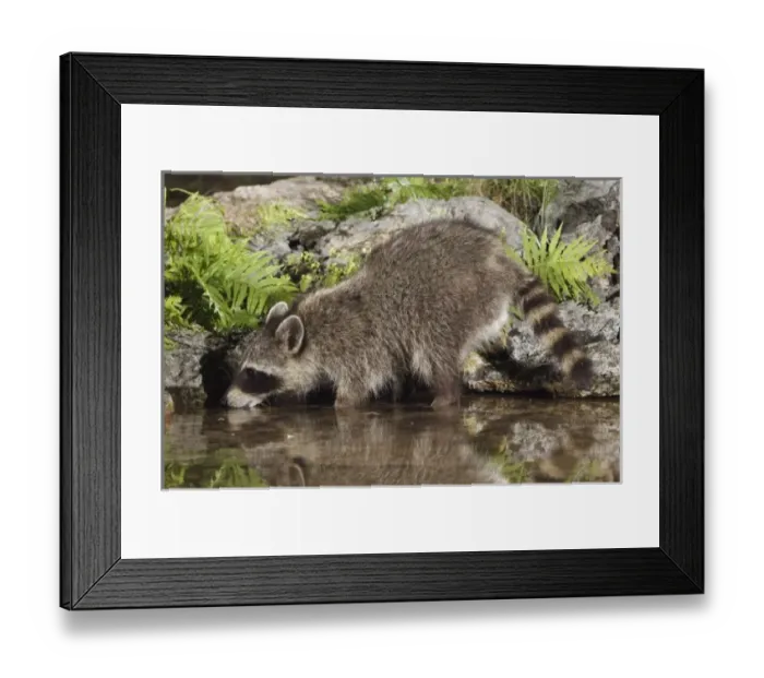 Framed Print : Nature, Fauna Framed Print : Nature, Fauna