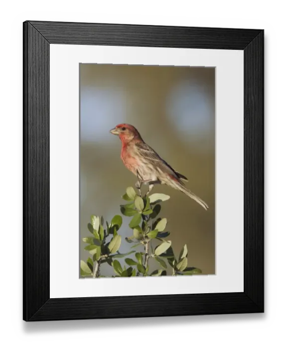 Framed Print : House Finch, Carpodacus mexicanus, male, Uvalde County, Hill Country, Texas, USA
