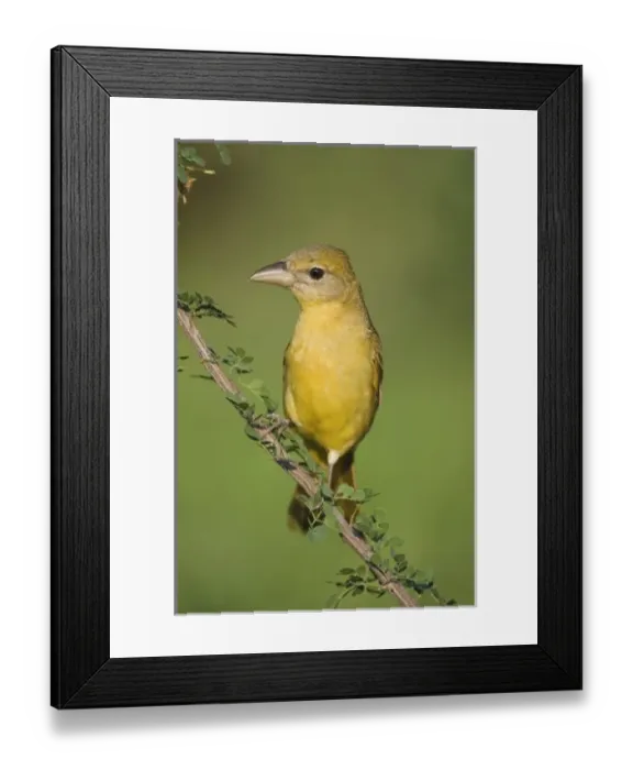 Framed Print : Summer Tanager, Piranga rubra, female on Catclaw (Acacia greggii), Willacy County Framed Print : Summer Tanager, Piranga rubra, female on Catclaw (Acacia greggii), Willacy County