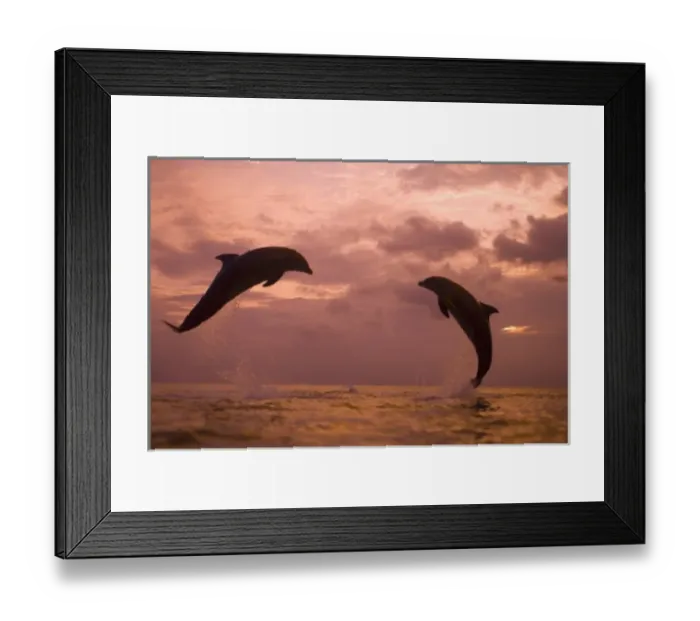 Framed Print : Bottlenose Dolphins (Tursiops truncatus) Caribbean Sea near Roatan, Honduras (RF)
