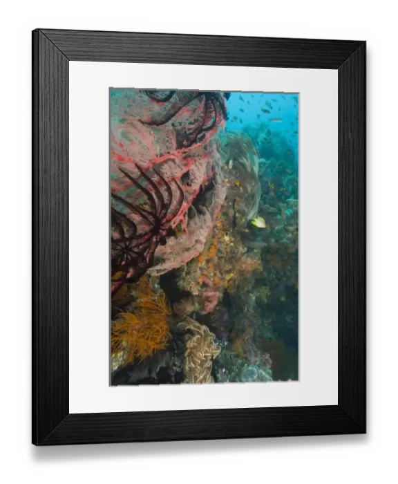 Framed Print : Raja Ampat region of Papua (formerly Irian Jaya) (RF)