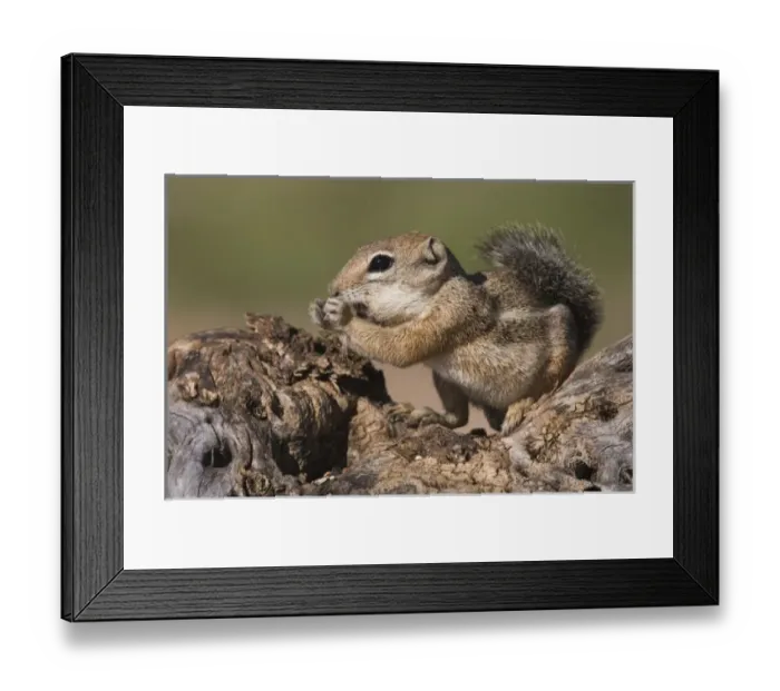 Framed Print : Harriss Antelope Squirrel, Ammospermophilus harrisii, adult on branch, Tucson Framed Print : Harriss Antelope Squirrel, Ammospermophilus harrisii, adult on branch, Tucson