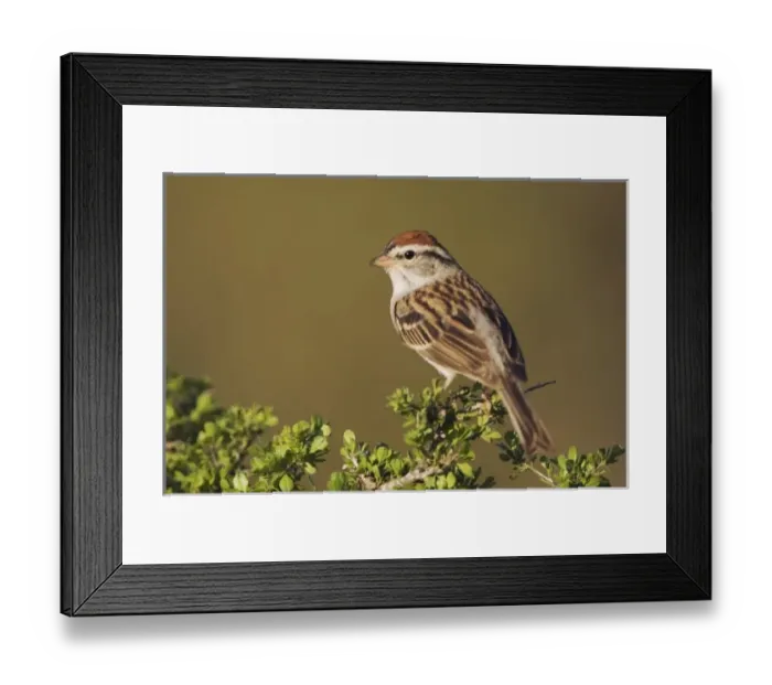 Framed Print : Chipping Sparrow, Spizella passerina, adult, Uvalde County, Hill Country, Texas, USA