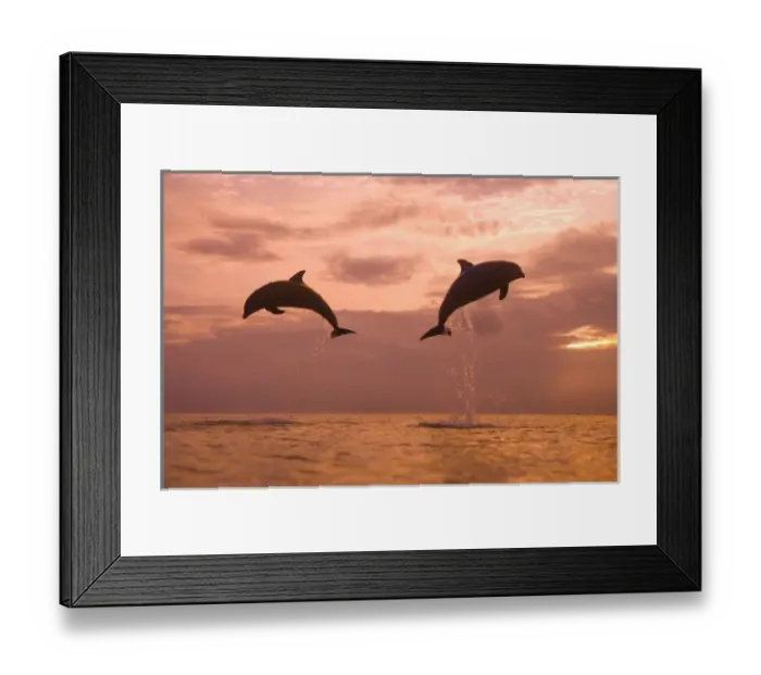 Framed Print : Bottlenose Dolphins (Tursiops truncatus) Caribbean Sea near Roatan, Honduras (RF) Framed Print : Bottlenose Dolphins (Tursiops truncatus) Caribbean Sea near Roatan, Honduras (RF)