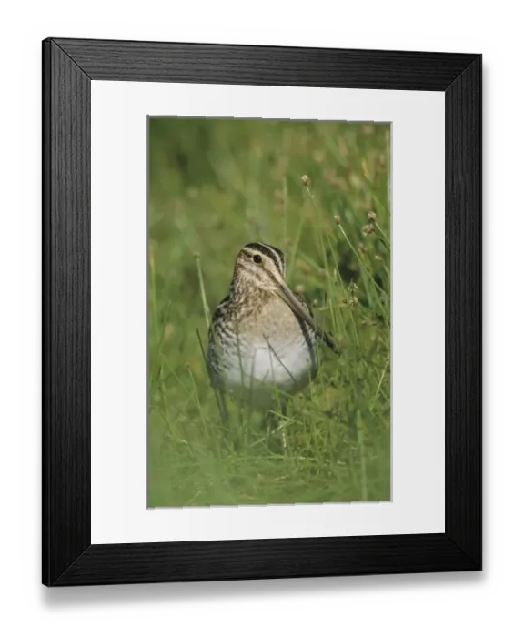 Framed Print : Common Snipe, Gallinago gallinagoadult, Willacy County, Rio Grande Valley, Texas Framed Print : Common Snipe, Gallinago gallinagoadult, Willacy County, Rio Grande Valley, Texas