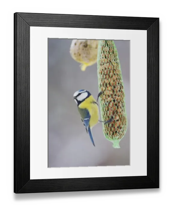 Framed Print : Blue Tit, Parus caeruleus, adult on feeder, Oberaegeri, Switzerland, Dezember Framed Print : Blue Tit, Parus caeruleus, adult on feeder, Oberaegeri, Switzerland, Dezember