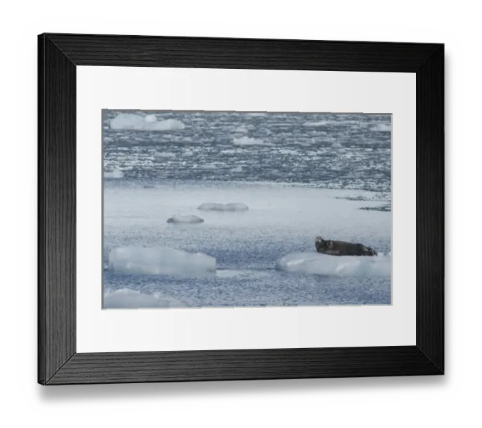 Framed Print : Greenland, Prince Christian Sound (aka Prins Christian Sund). Lone bearded seal on iceberg (wild Framed Print : Greenland, Prince Christian Sound (aka Prins Christian Sund). Lone bearded seal on iceberg (wild
