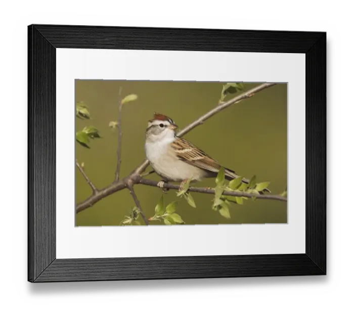 Framed Print : Chipping Sparrow, Spizella passerina, adult, Uvalde County, Hill Country, Texas, USA