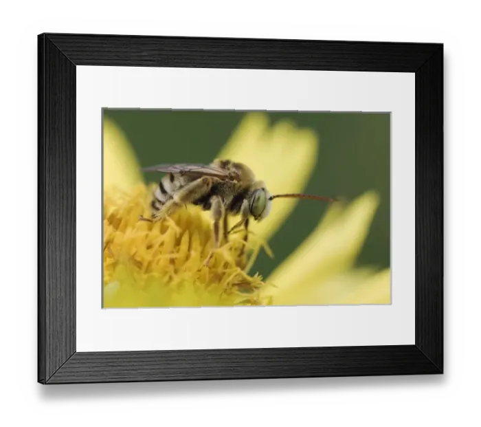 Framed Print : Nature, Fauna