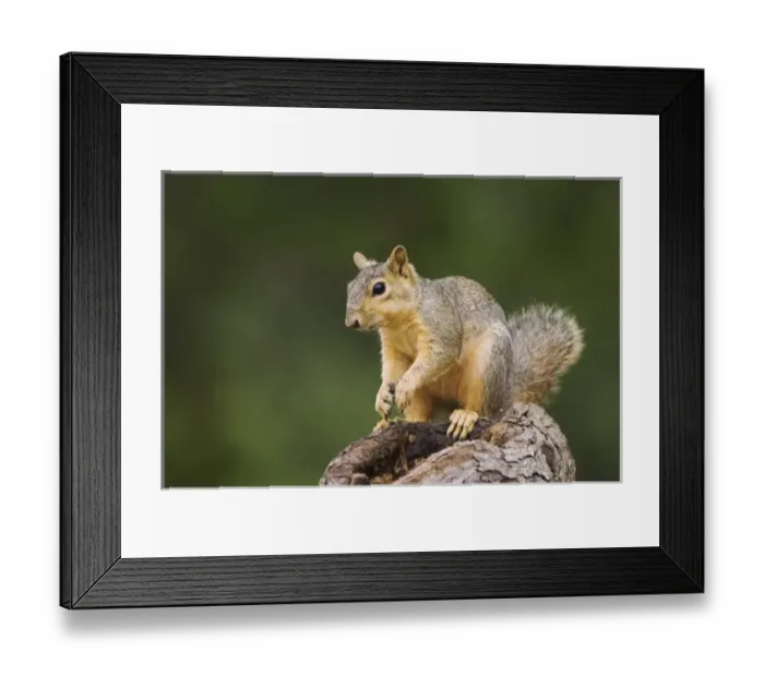 Framed Print : Nature, Fauna Framed Print : Nature, Fauna