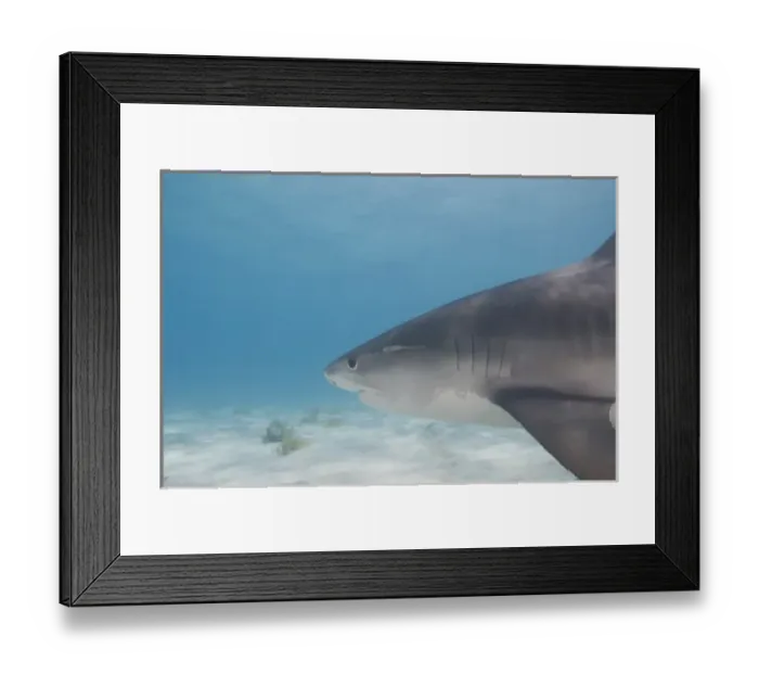 Framed Print : Tiger Sharks (Galeocerdo cuvier) Northern Bahamas (RF)