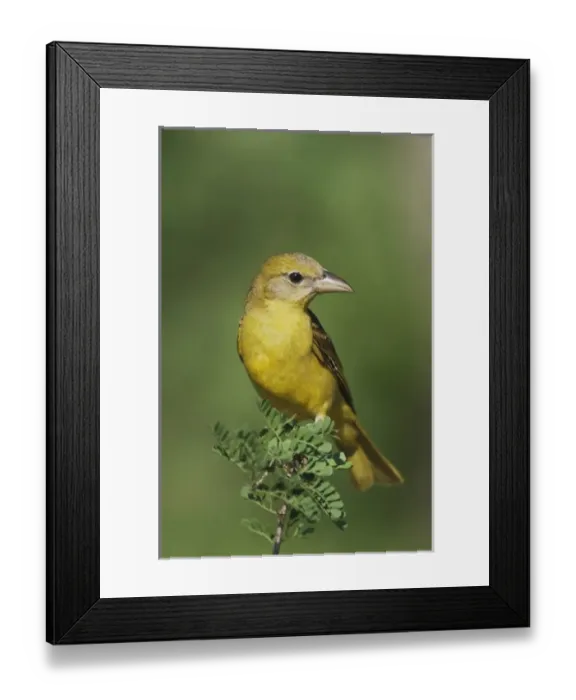 Framed Print : Nature, Fauna