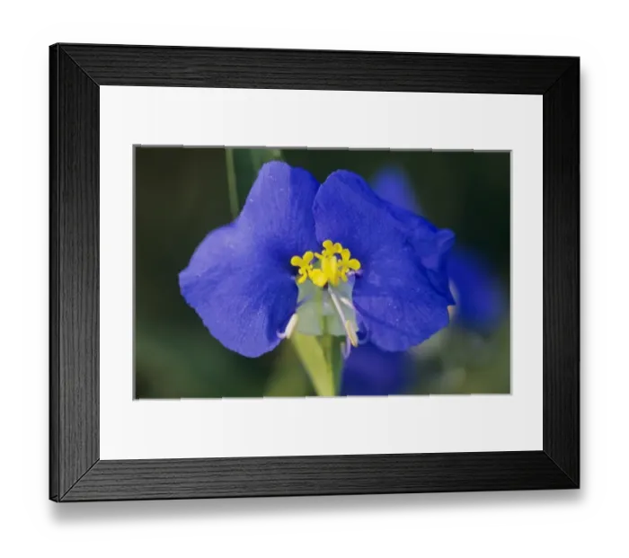 Framed Print : Erect Dayflower, Commelina erecta, blossom, Welder Wildlife Refuge, Sinton, Texas Framed Print : Erect Dayflower, Commelina erecta, blossom, Welder Wildlife Refuge, Sinton, Texas