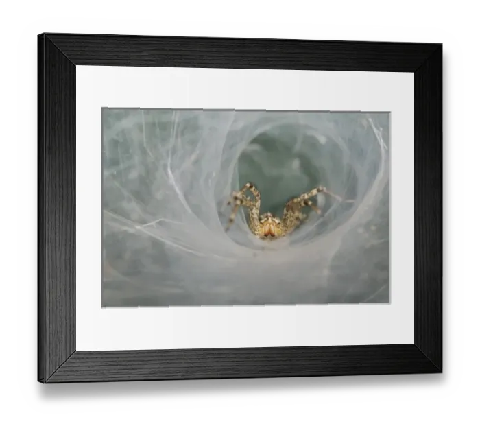 Framed Print : Funnel Web Spider, Agelenidae, adult in Web, Willacy County, Rio Grande Valley, Texas