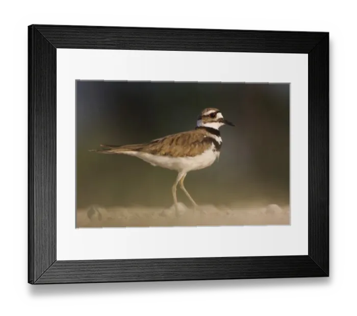 Framed Print : Nature, Fauna Framed Print : Nature, Fauna