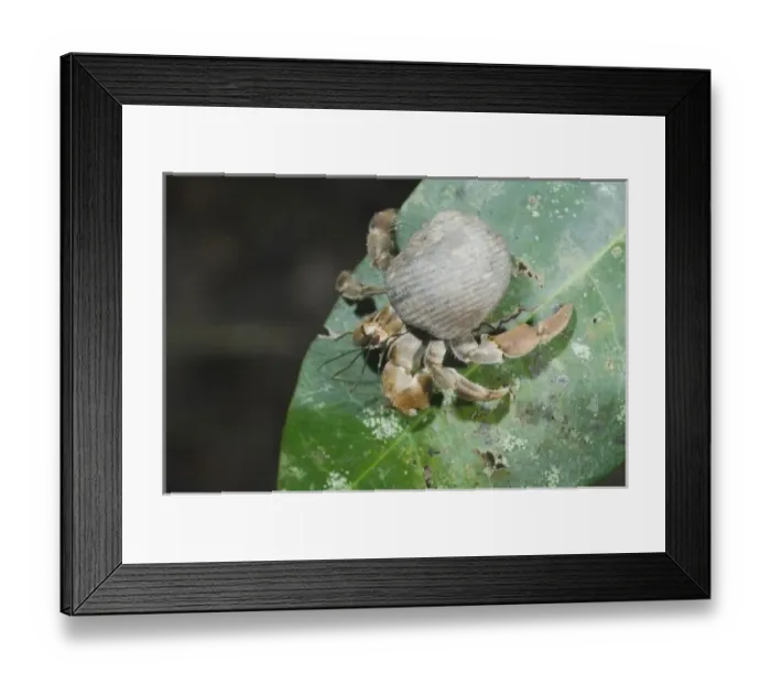 Framed Print : Hermit Crab, Pagurus sp. adult on leaf, Manuel Antonio National Park, Central Pacific Coast