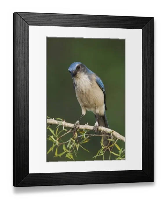 Framed Print : Nature, Fauna Framed Print : Nature, Fauna