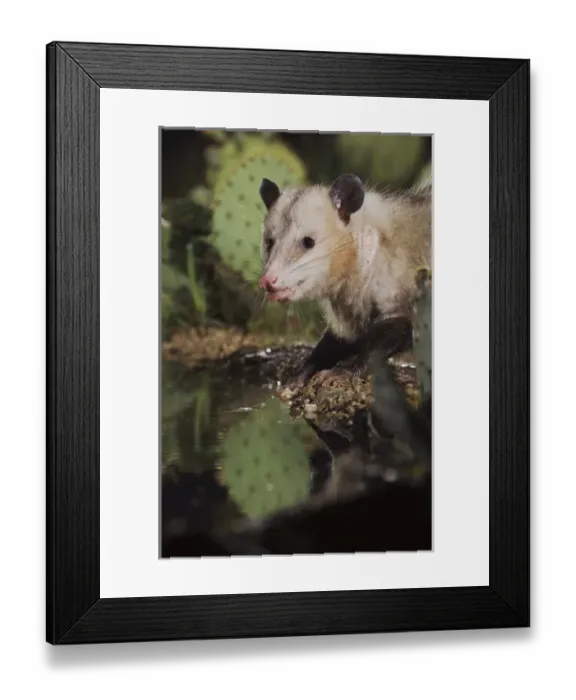 Framed Print : Nature, Fauna Framed Print : Nature, Fauna
