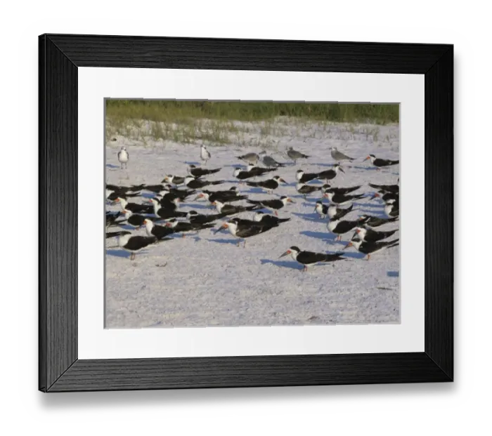 Framed Print : Black Skimmer, Rynchops niger, adults at beach, Fort Meyers, Florida, USA, Dezember