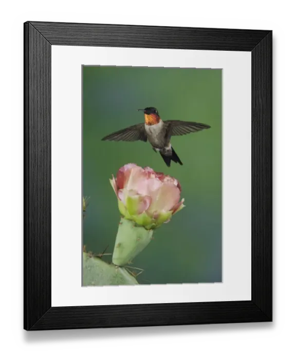 Framed Print : Ruby-throated Hummingbird, Archilochus colubris, male in flight feeding on Texas