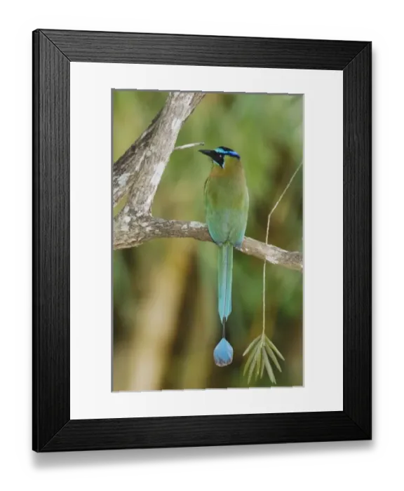 Framed Print : Nature, Fauna Framed Print : Nature, Fauna