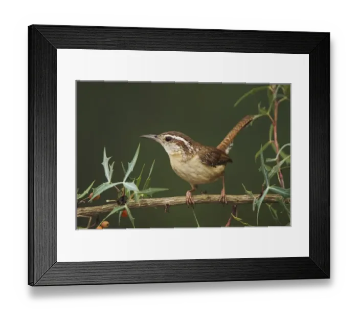 Framed Print : Carolina Wren, Thryothorus ludovicianus Framed Print : Carolina Wren, Thryothorus ludovicianus
