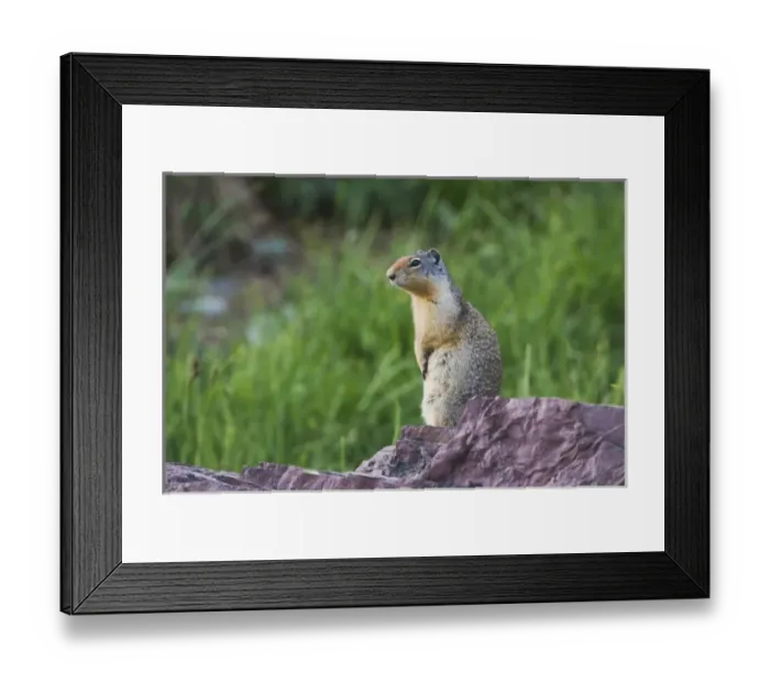 Framed Print : Columbian Ground Squirrel, Spermophilus columbianus, Glacier National Park, Montana Framed Print : Columbian Ground Squirrel, Spermophilus columbianus, Glacier National Park, Montana
