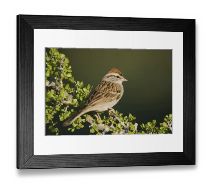Framed Print : Unknown. Chipping Sparrow, Spizella passerina Framed Print : Unknown. Chipping Sparrow, Spizella passerina