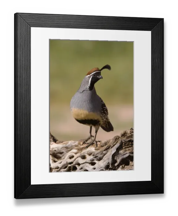 Framed Print : Nature, Fauna Framed Print : Nature, Fauna