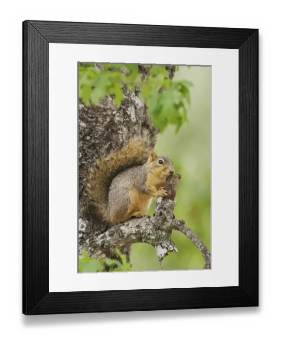 Framed Print : Nature, Fauna Framed Print : Nature, Fauna