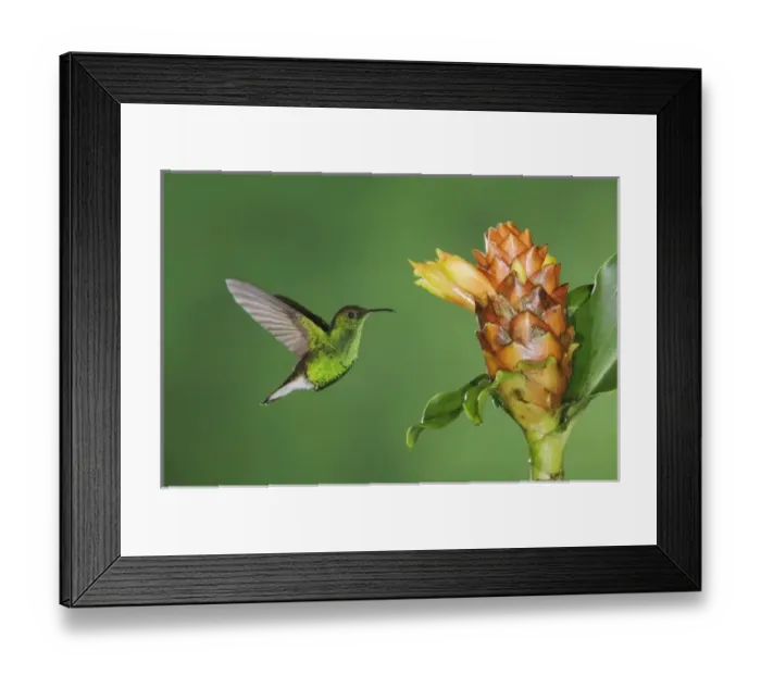 Framed Print : Coppery-headed Emerald, Elvira cupreiceps, male in flight feeding on Spiral Ginger
