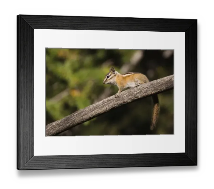 Framed Print : Nature, Fauna