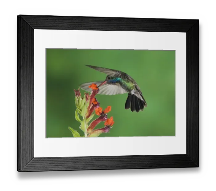Framed Print : Broad-billed Hummingbird, Cynanthus latirostris, male in flight feeding on Flower Framed Print : Broad-billed Hummingbird, Cynanthus latirostris, male in flight feeding on Flower