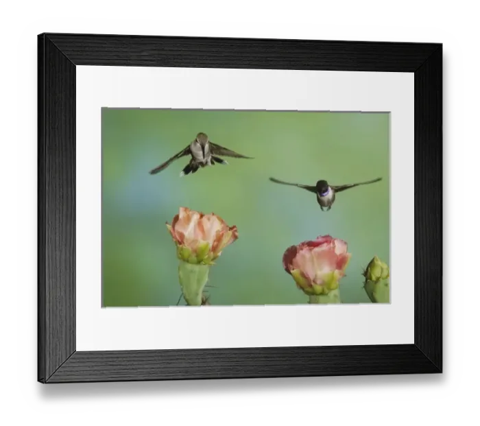 Framed Print : Nature, Fauna